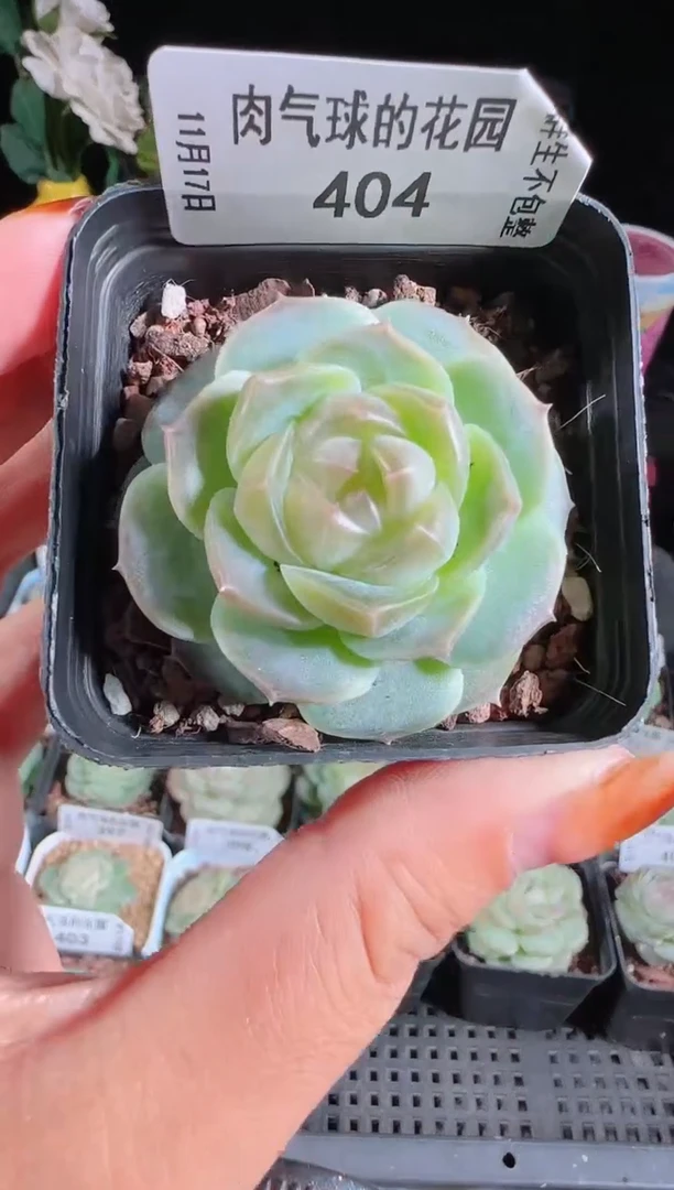 1117-404bl-8麦秆群生不包整