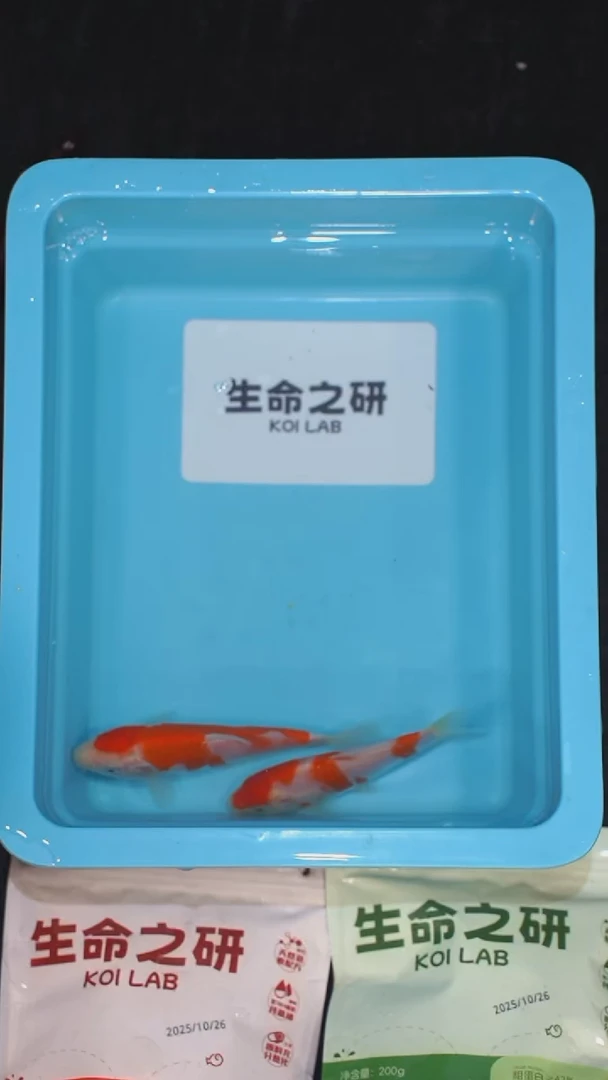 锦鲤血统大正锦鲤红白锦鲤丹顶红白丹顶三色锦鲤观赏鱼