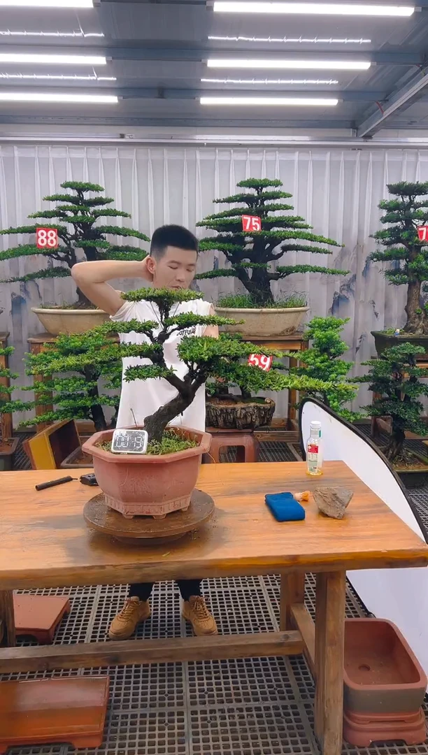 无花朵精品盆景直播间一物一拍