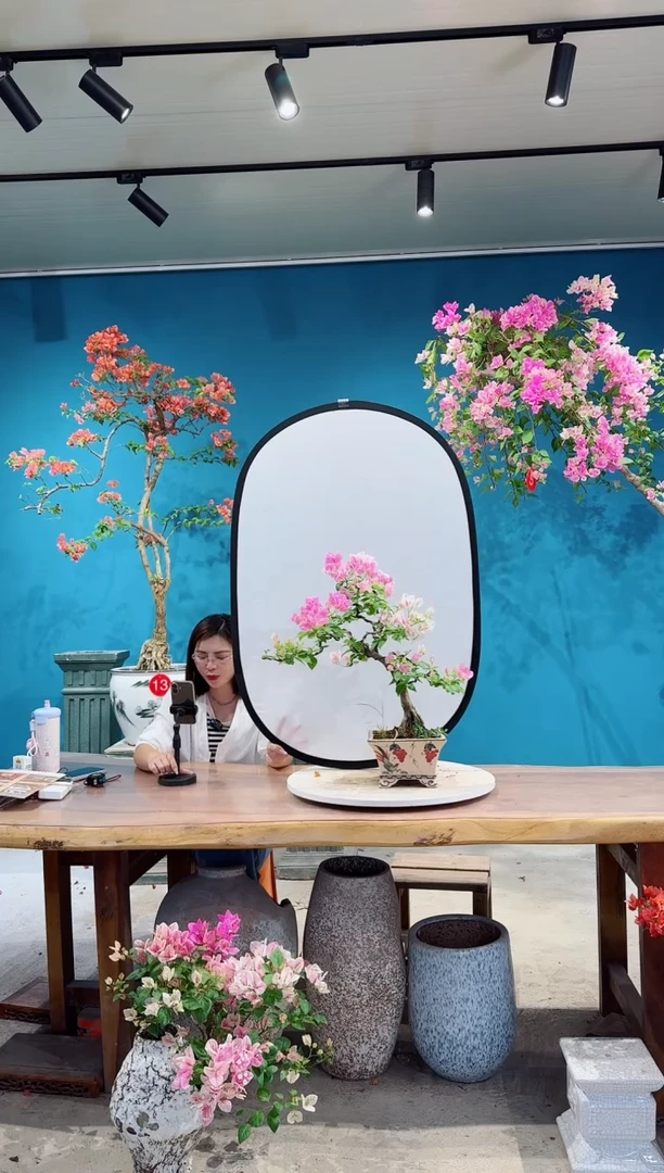 全部花朵漳红樱三角梅