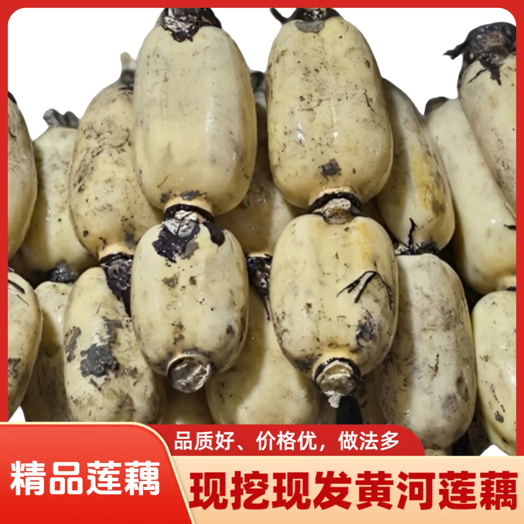 【精品莲藕】莲藕新鲜现挖山东黄河特产九孔莲藕脆藕特价3斤5斤包邮