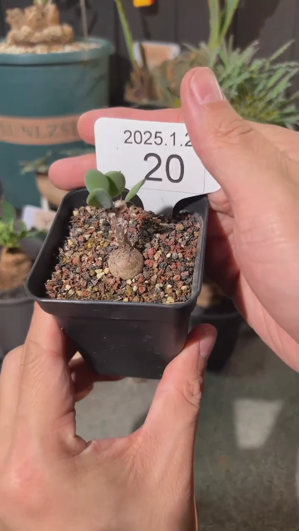 【闪购商品】圆锥厚敦菊1.24.20