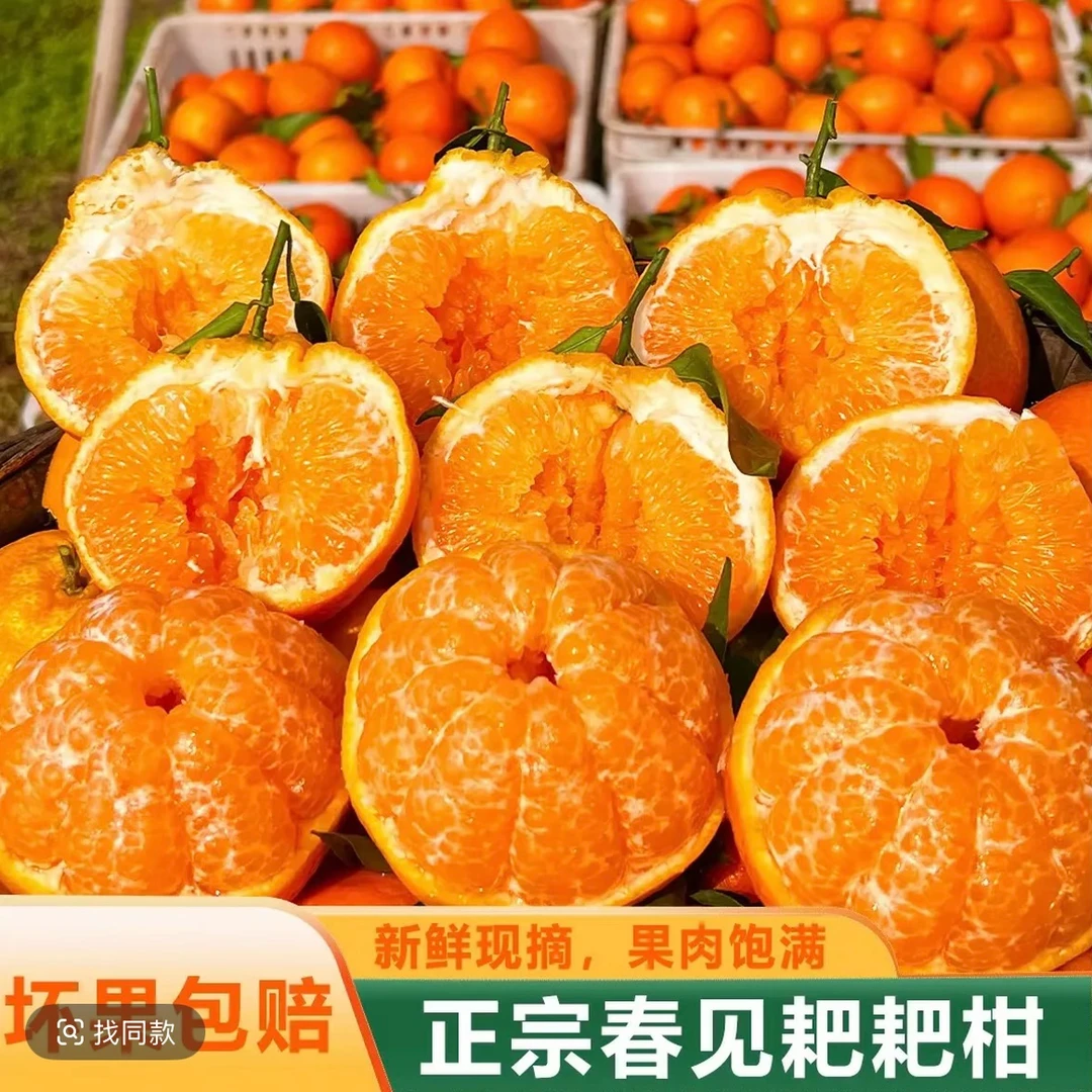 正宗四川（精品）耙耙柑（树上熟）现摘现发新鲜带叶发货送朋友送亲戚