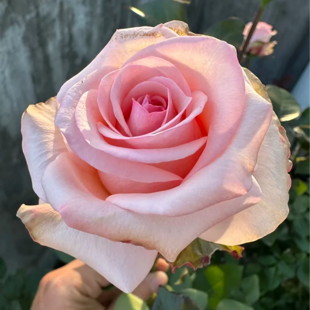 誓言大苗四季开花浓香月季