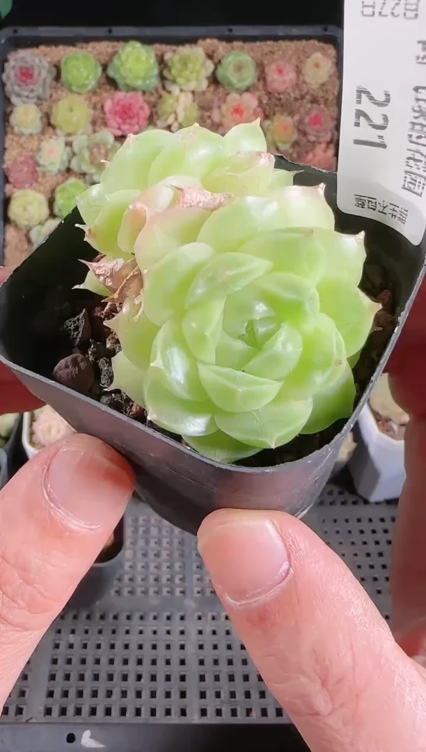 1127-221群生不包整