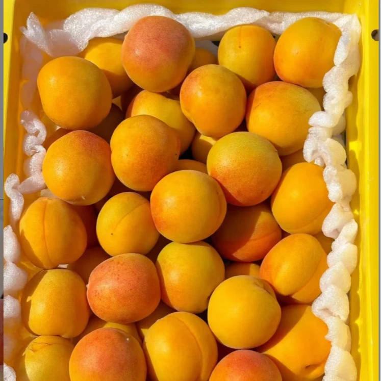Y大果【超值装7斤】【次日达】头茬新疆吊干杏原箱发货净重7斤新疆维吾尔自治区