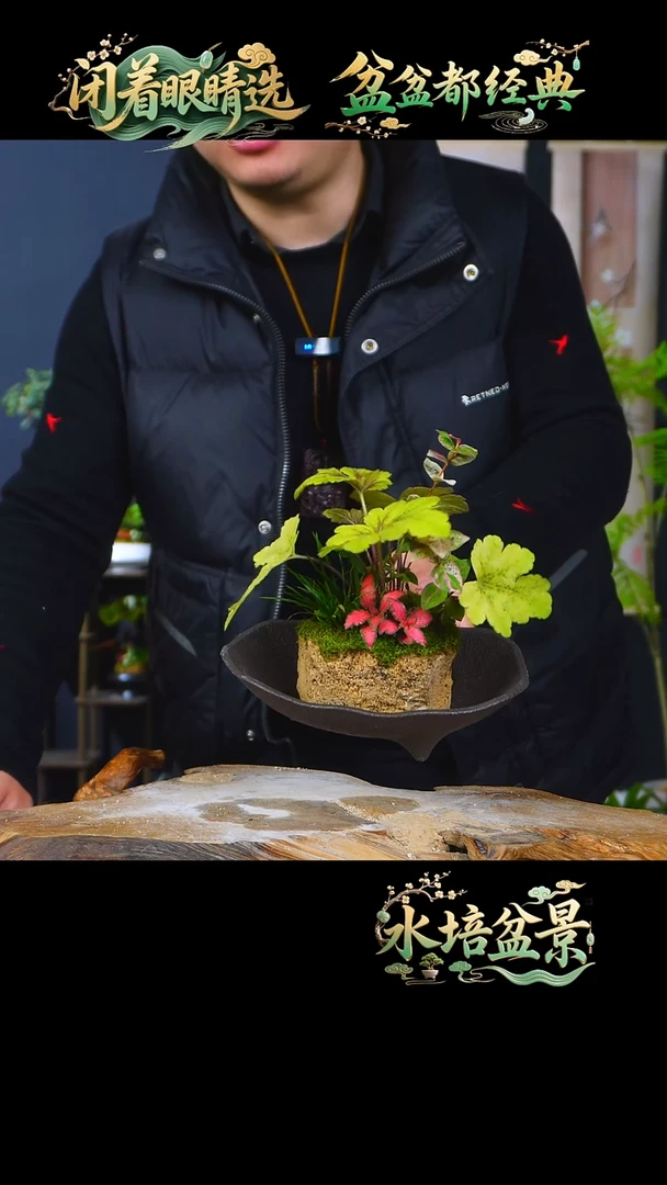 石云社一物一拍组合盆栽17