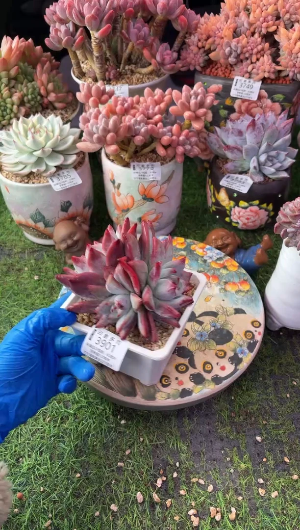 昆明印象多肉3901