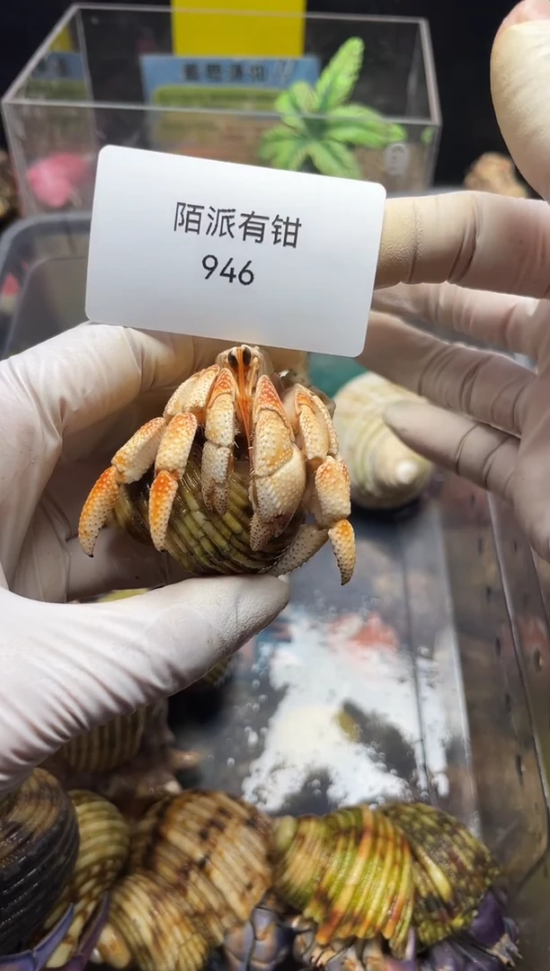 陌派帝国寄居蟹946毛球