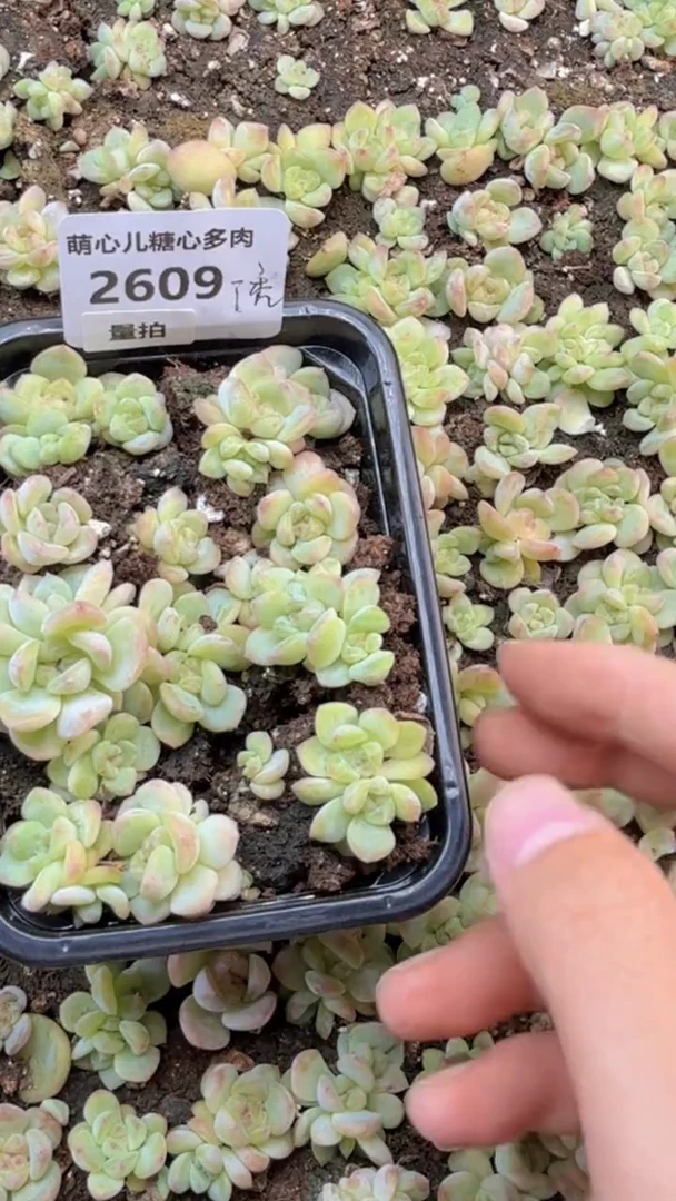 2609 秃子甜心切糕量拍