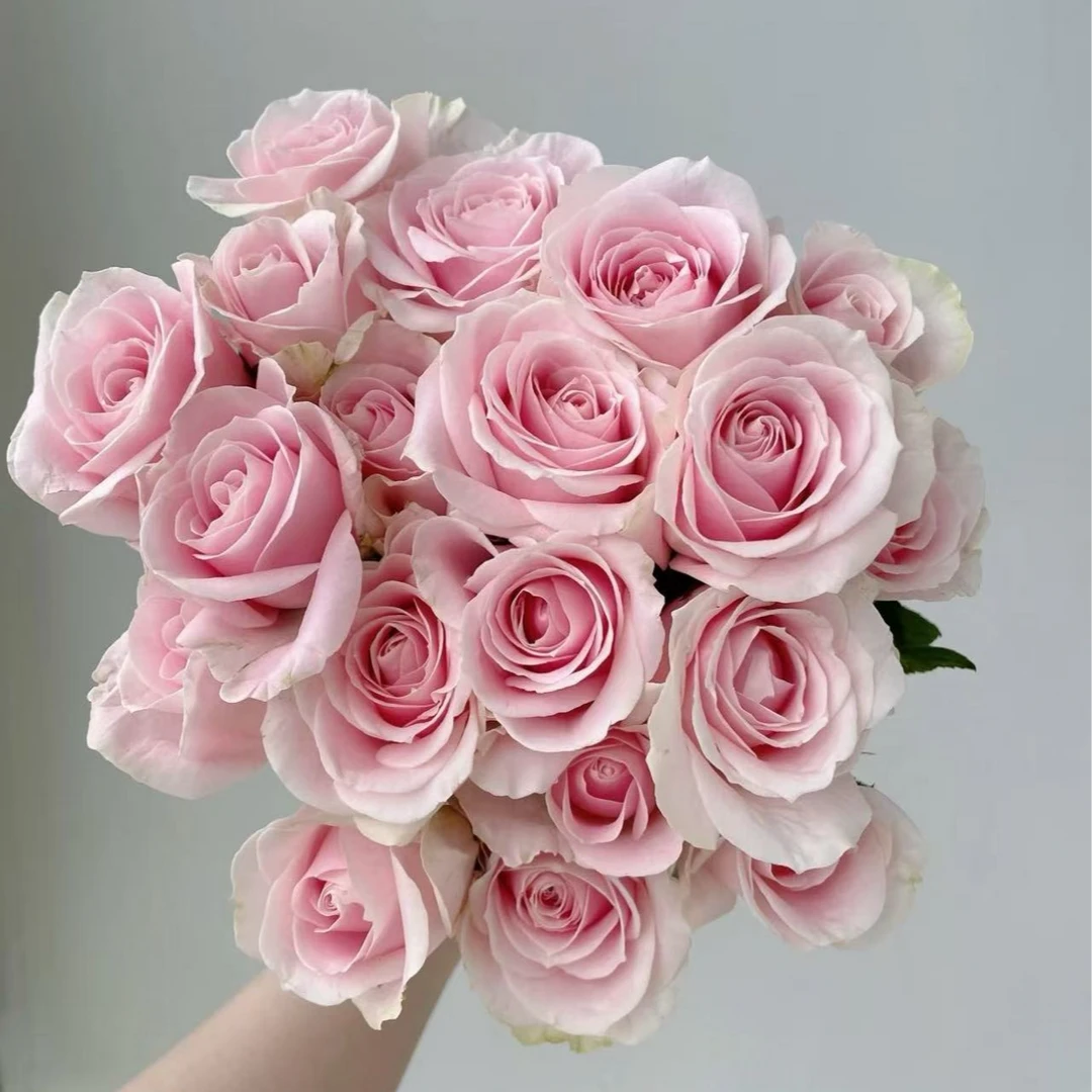 【母亲节限定】粉红雪山单头玫瑰 两单及以上包邮