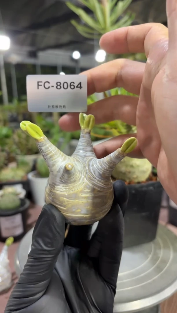 象牙宫手办FC-8064