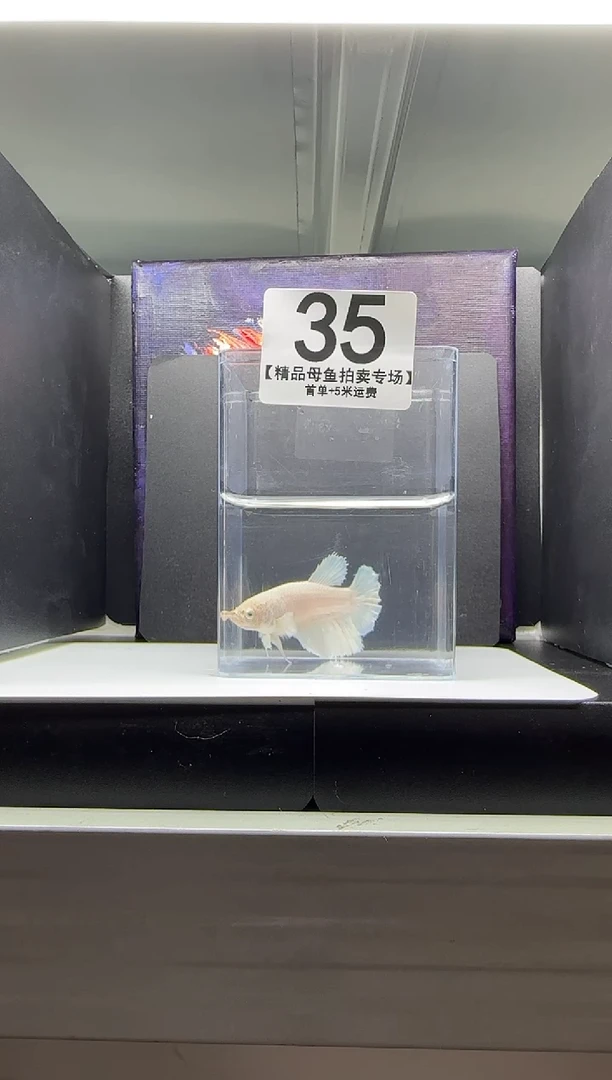 斗鱼母鱼编号：35