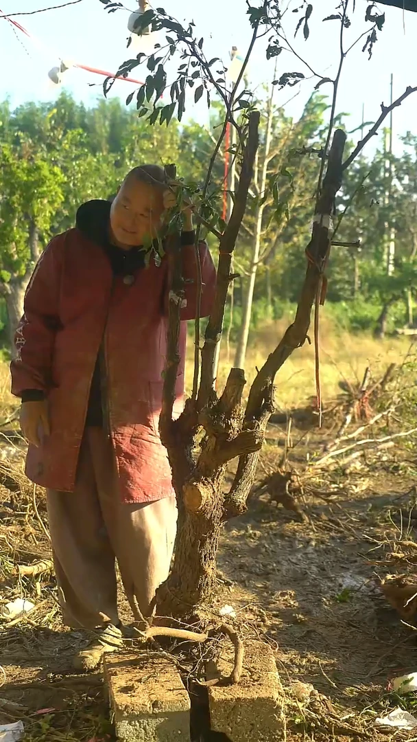 完全开放枣树0046