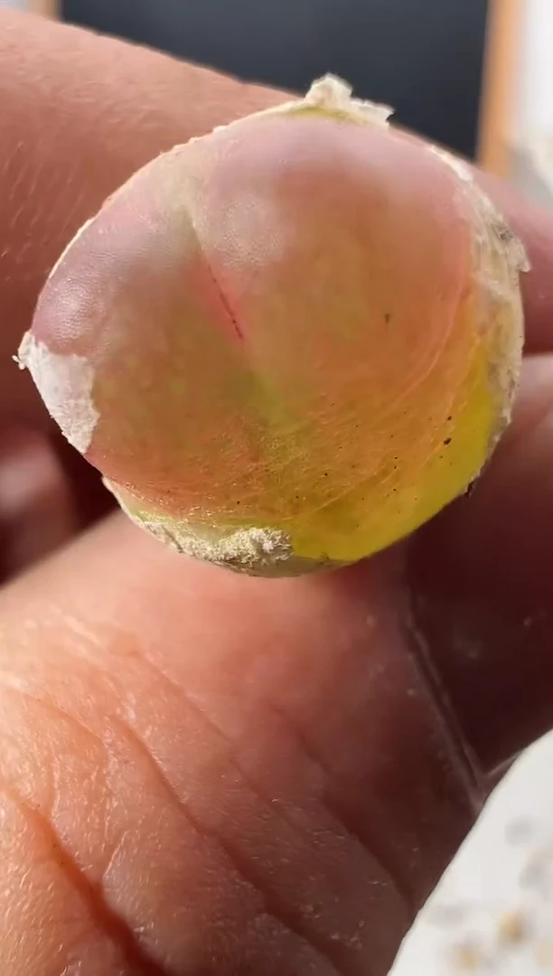 一物一拍                  --511