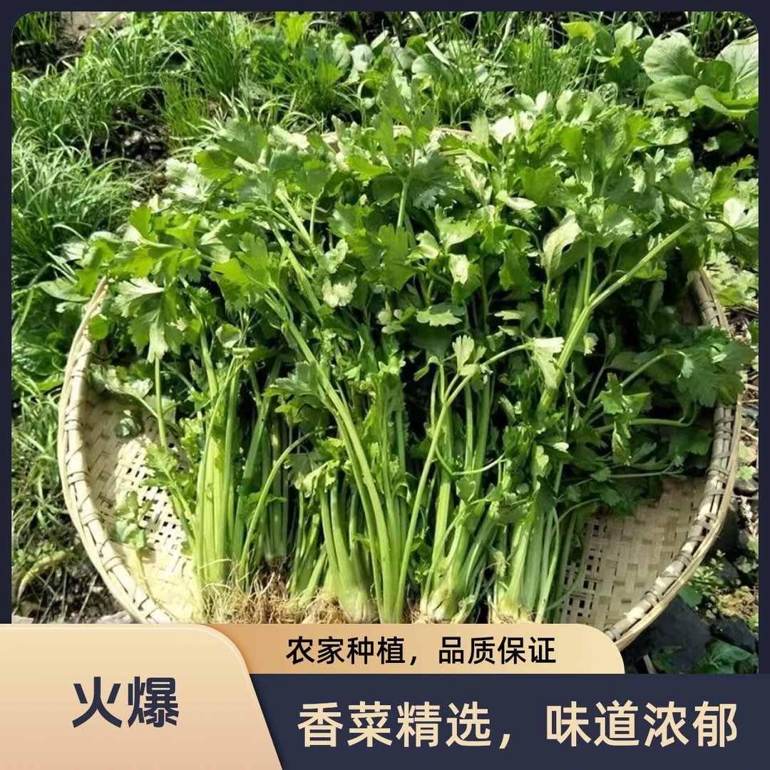 优选固始农家种植小香芹笨芹菜矮杆小芹菜还是小时候的味道