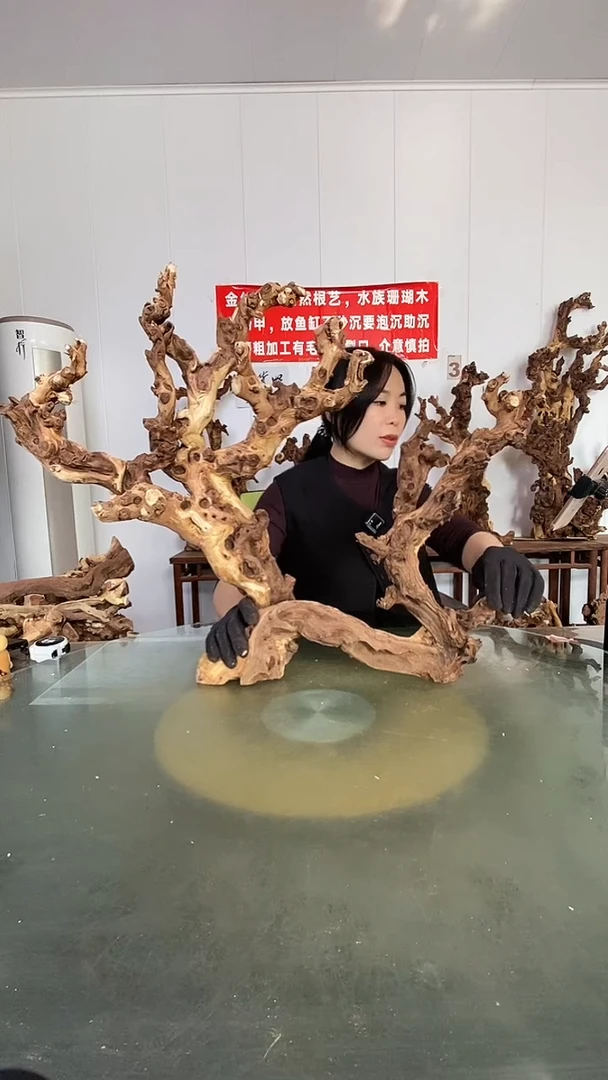 木五*金丝红木  羊蹄甲
