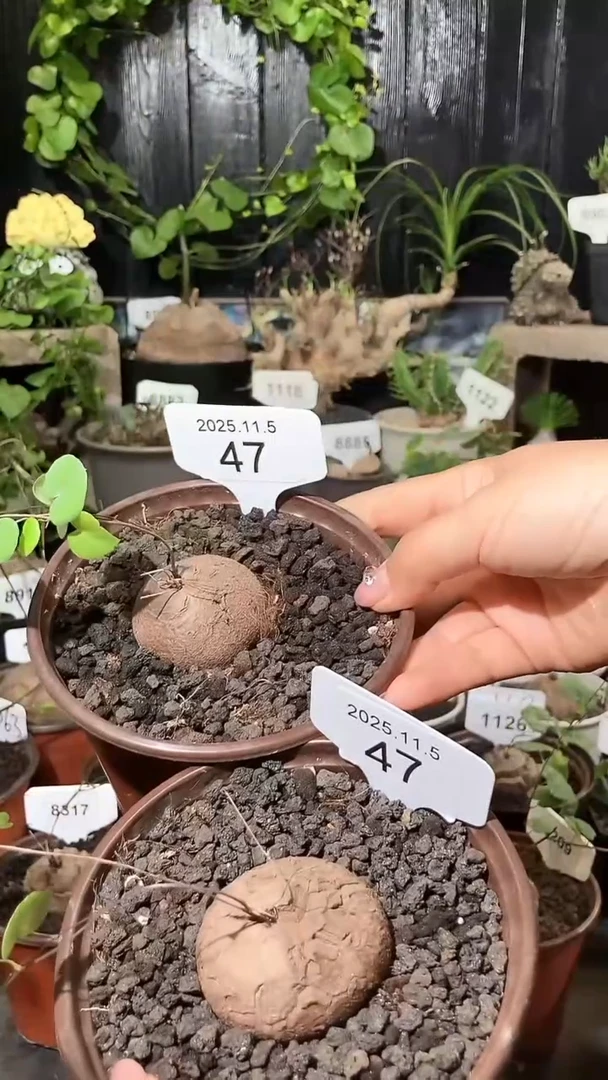 47号1105福利南非龟甲龙买一送一