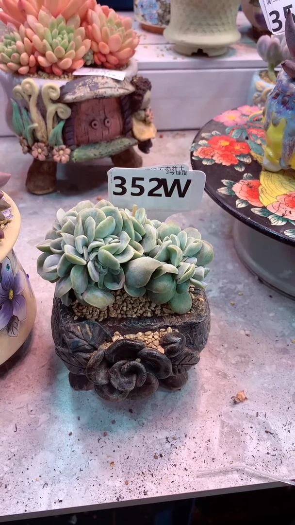 d****m352W（一物一拍实付满28发货，默认不带盆土）