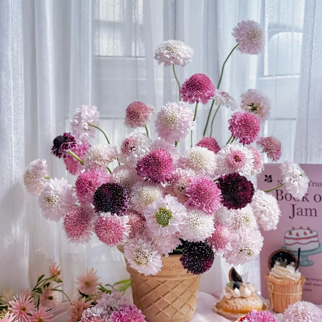 【松虫草合集】鲜花次日达批发直播包邮品质鲜花 全场任意满两单顺丰包邮