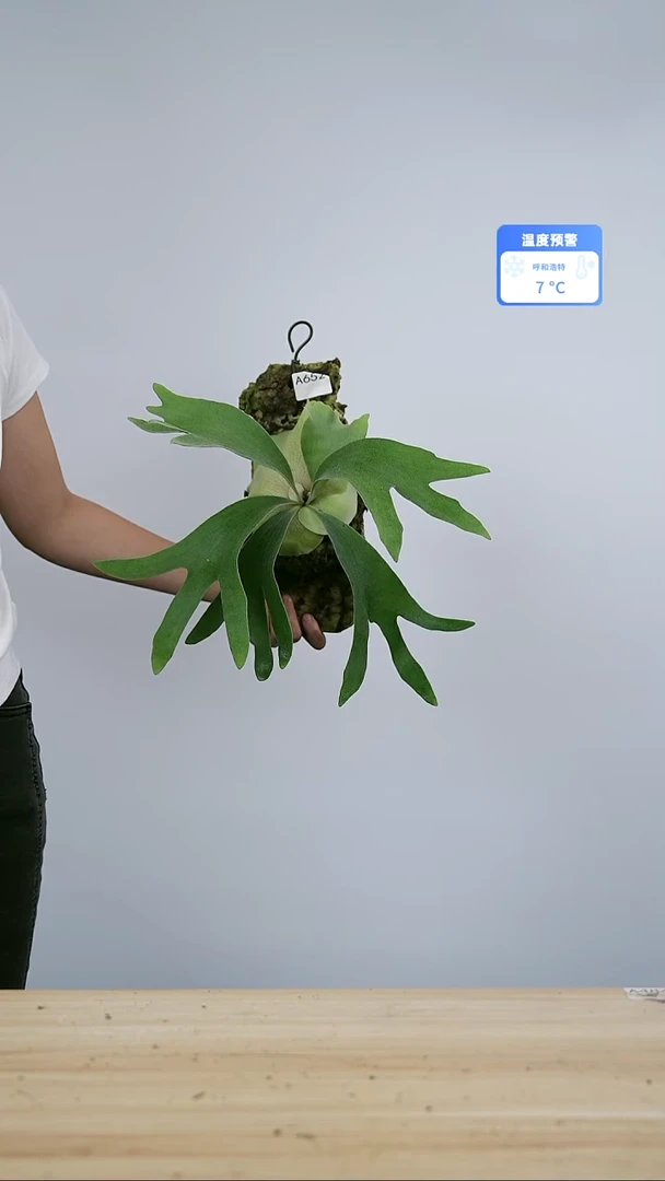 无花朵A652 BT特选