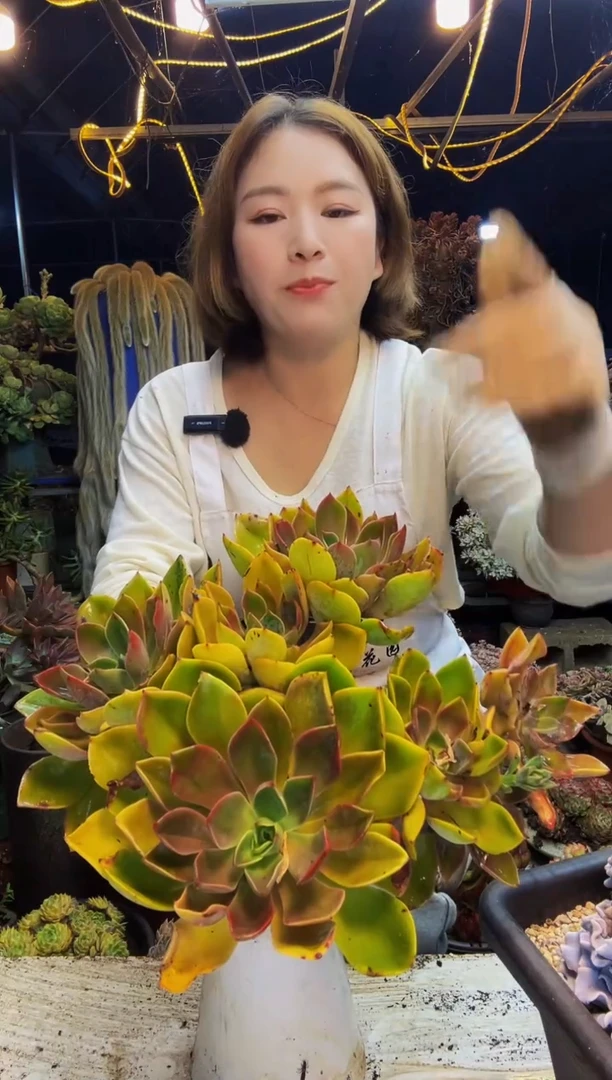 紫气东来脱土包邮