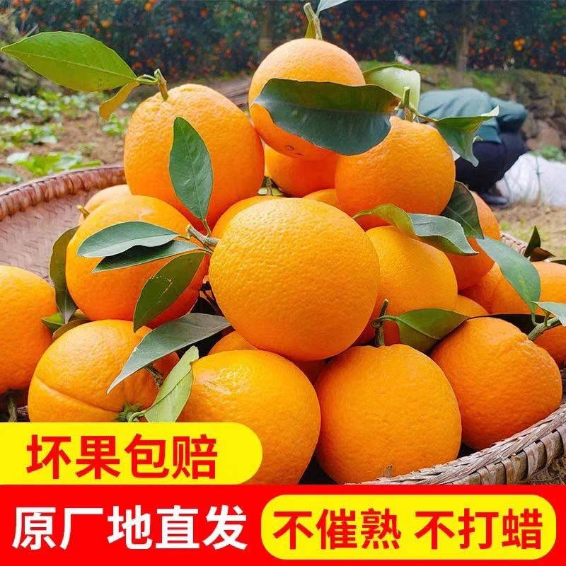现摘云阳脐橙果园直发新鲜好吃皮薄多汁橙子