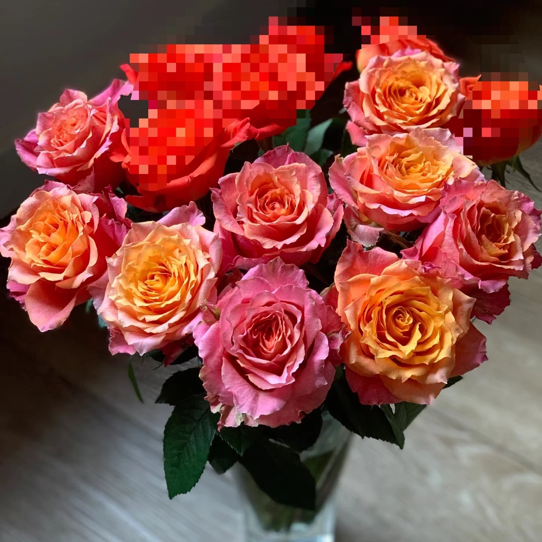 【卓昂玫瑰园】火凤凰新品玫瑰四季开花大花庭院阳台切花高杯月季