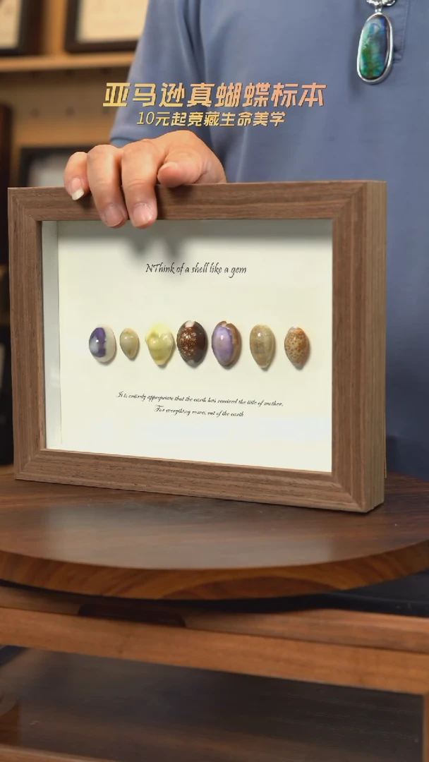 七宝螺标本摆件