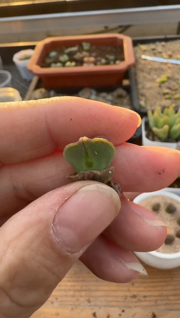 【闪购商品】7-555