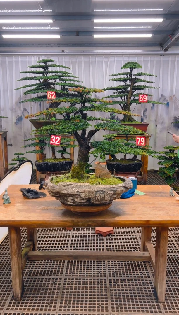 无花朵还****名精品盆景直播间一物一拍