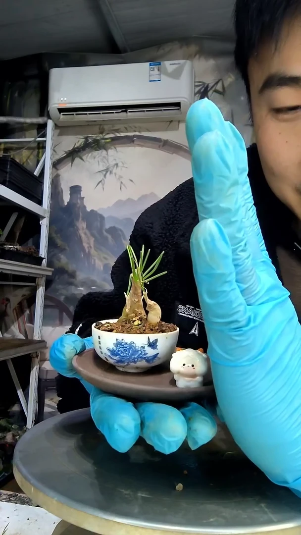 红****品中青园艺一物一拍花263