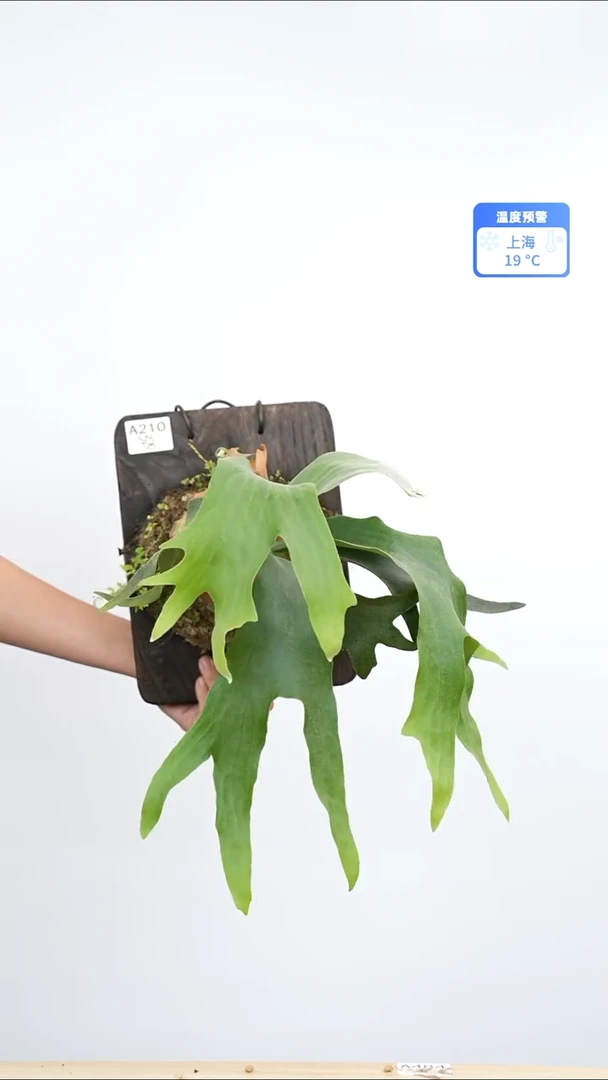 不开花植物银华孢子苗板植a210