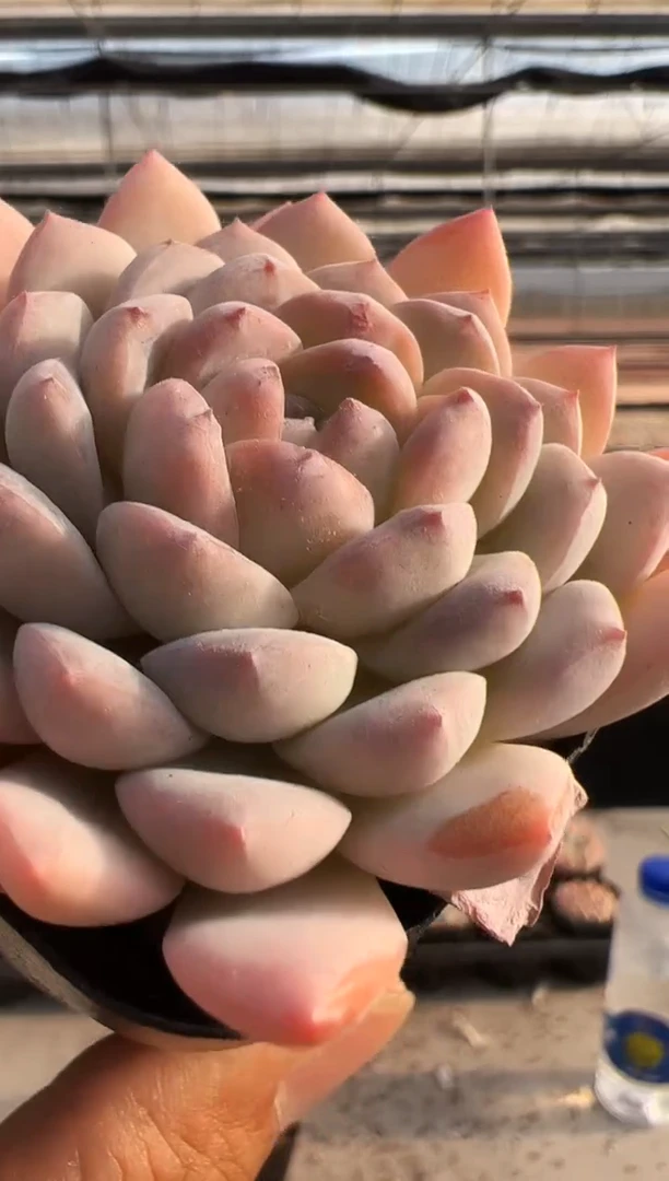 【闪购商品】福利款多肉-231