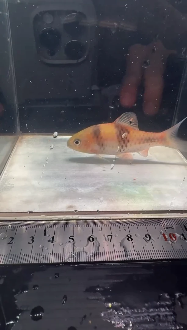 工具鱼邮差鲫111