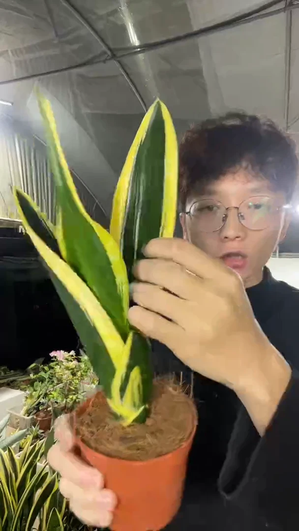 霸王兰带10cm盆土8