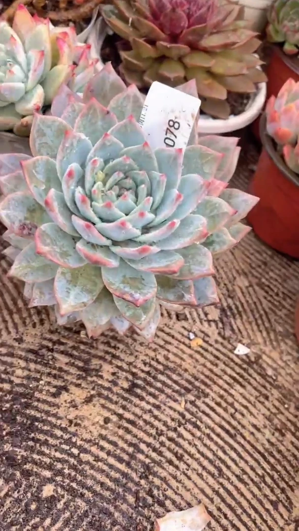 暗*i跃跃精品多肉21078