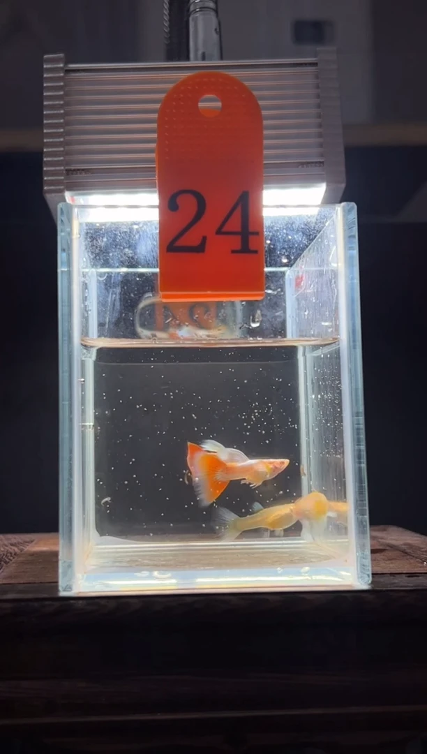 孔雀鱼蓝白飞船跑红