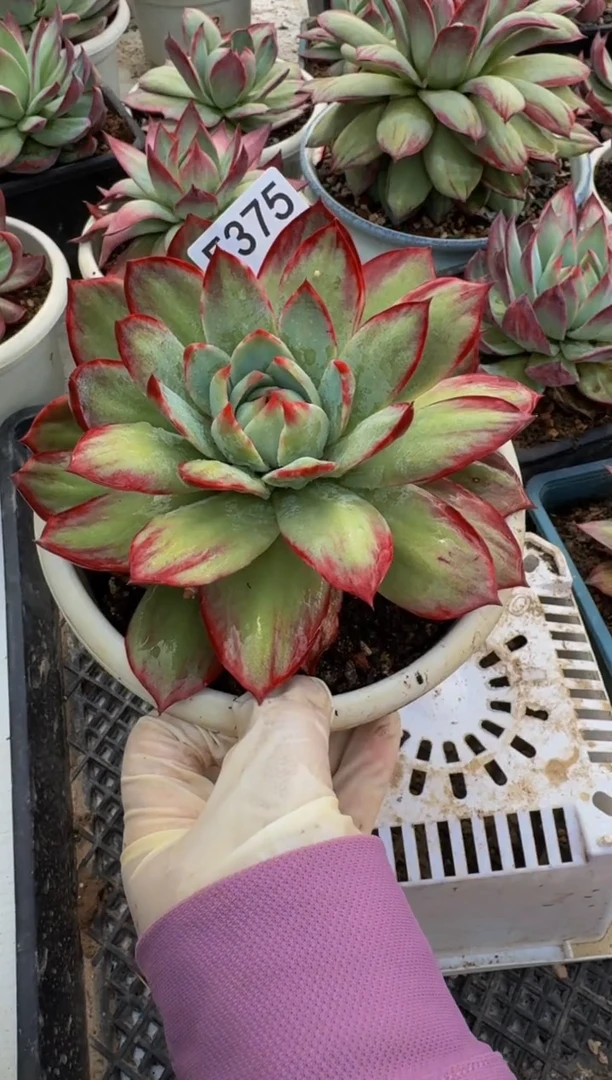 净*莲F375惊鸿仙子（裸根发货）