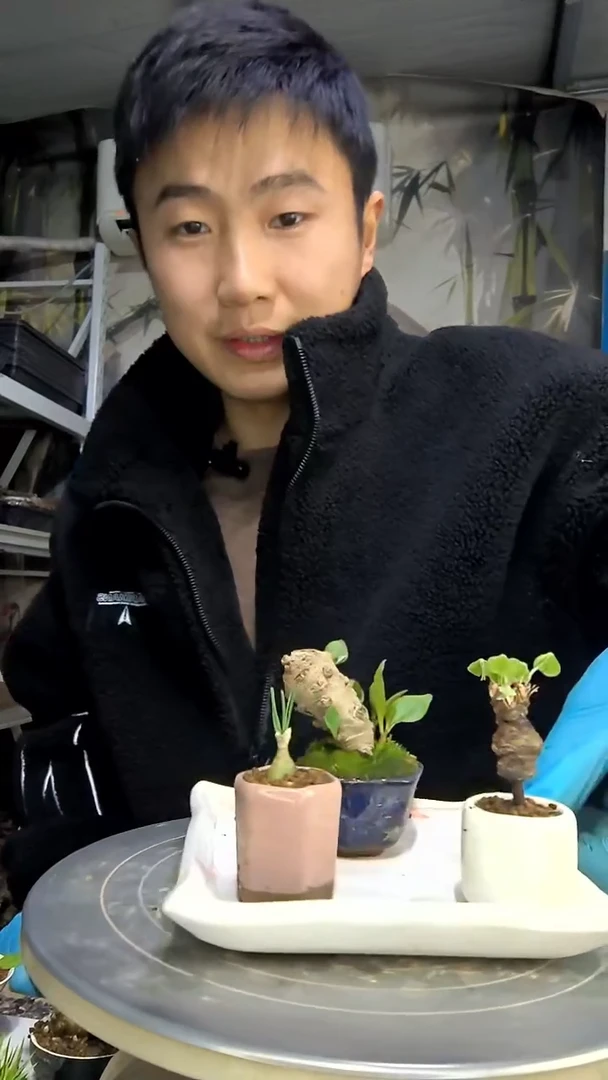 树*娃中青园艺一物一拍花95