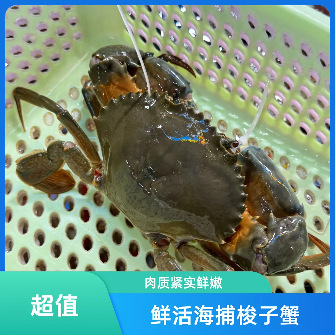 【鲜活】青蟹（膏蟹）无绳子约0.5-0.7斤/只