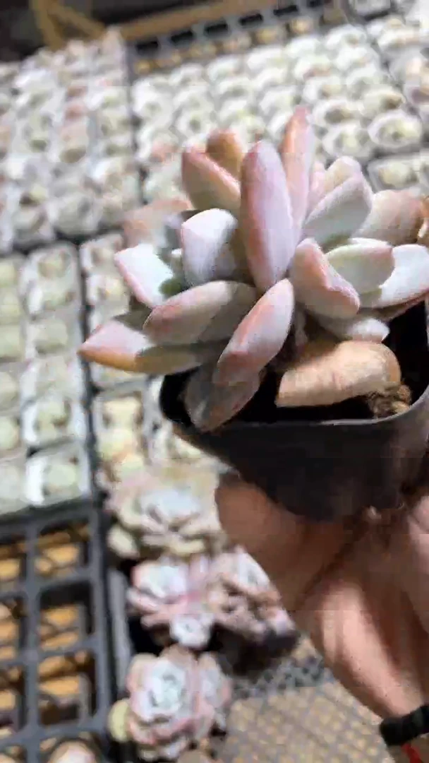 【闪购商品】65盆双头奶茶多肉