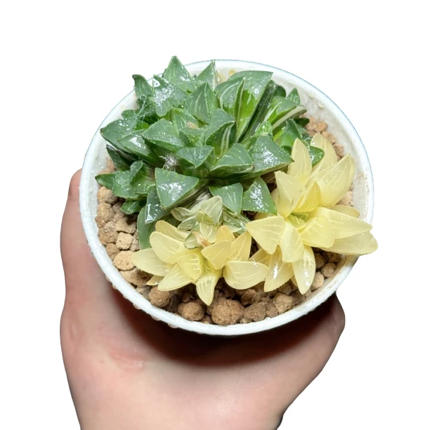 【姬寿锦】十二卷新手好养多肉植物根系带土原盆栽培种植拍下发