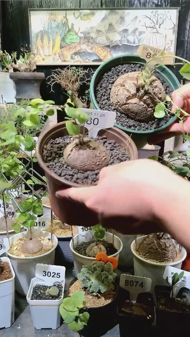 80号1124福利南非龟甲龙买一送一