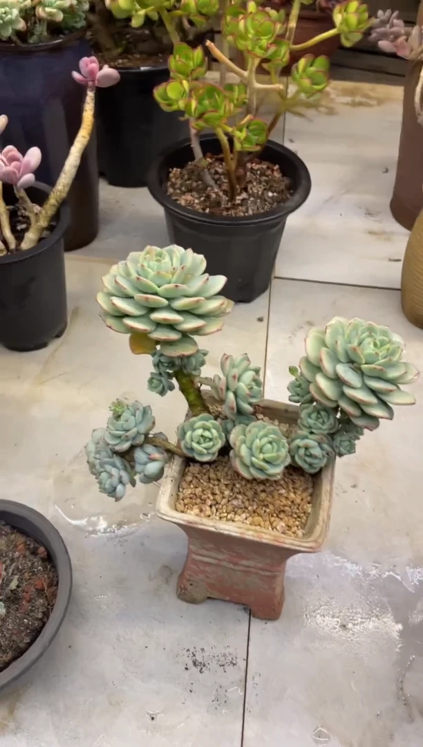 【闪购商品】133香草