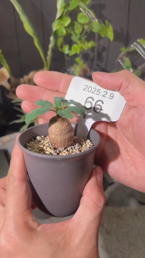 【闪购商品】送彼岸花两颗土拨鼠大戟2.9.66