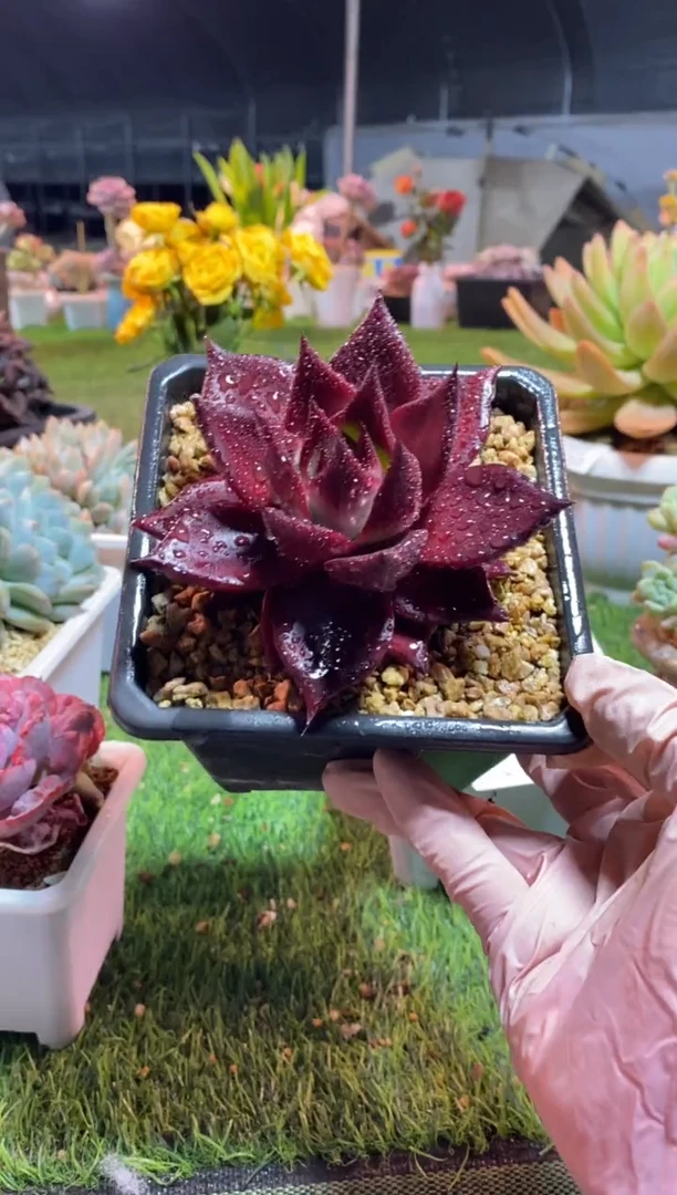 【闪购商品】0517a