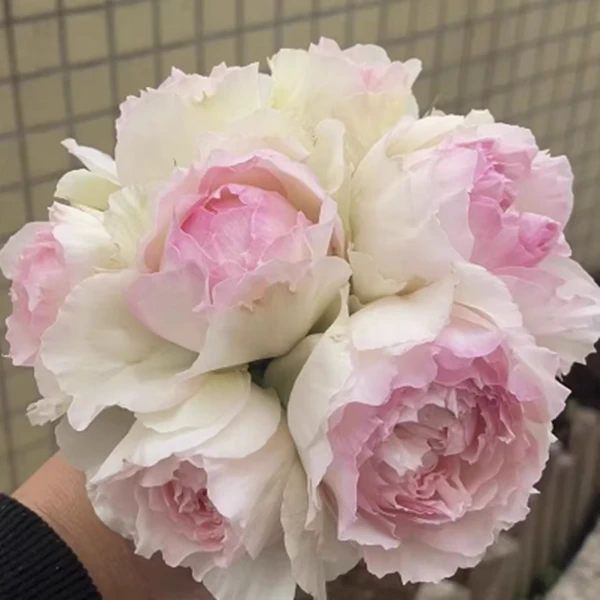 婚礼盒扦插月季小苗伊芙系列勤花多季阳台盆栽灌木