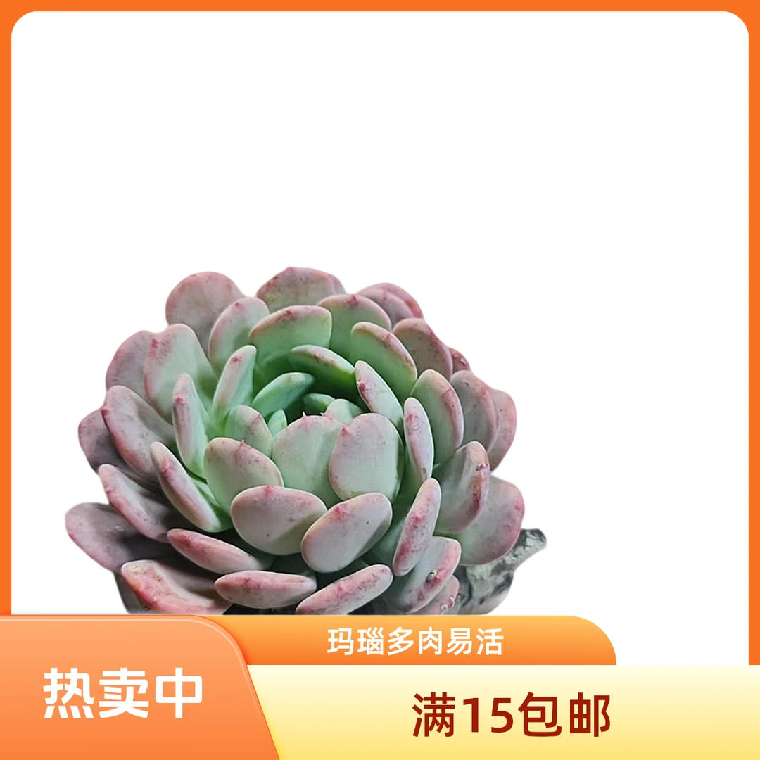 玛瑙多肉植物（满15包邮）阳台露台办公室绿植植新手好养好活