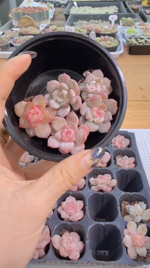 T9粉甜心单双混 5颗量拍混发 满9.9包邮